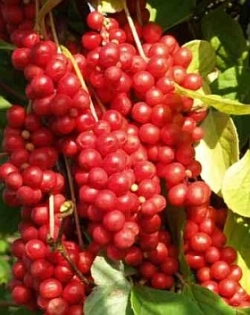 Schizandra china 50g - ovoce