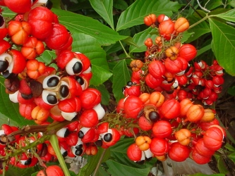 Guarana mletá 50g