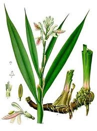Galganum - kořen 50g