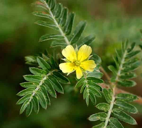 slovensky: Kotvičník zemný, latinsky: Tribulus terrestris, česky: Kotvičník podzemní
 
 Co se o kotvičníku zemním dozvíte z tohoto...