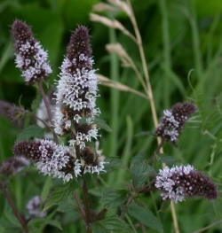 Máta peprná (Mentha piperita)