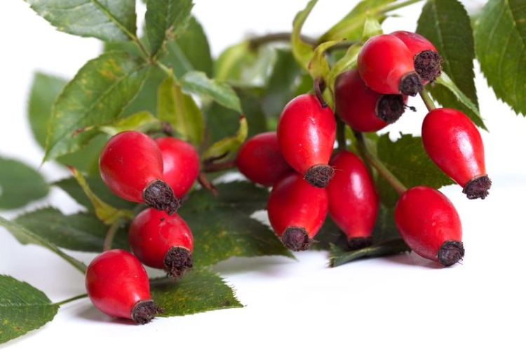 slovensky: růže šípová, latinsky: Rosa canina, česky: růže šípková, lidový název: psí růže
 
 Co se dočtete v dnešním článku:
 
...