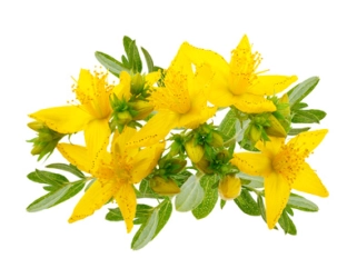 Třezalka tečkovaná (Hypericum perforatum): bylinný...