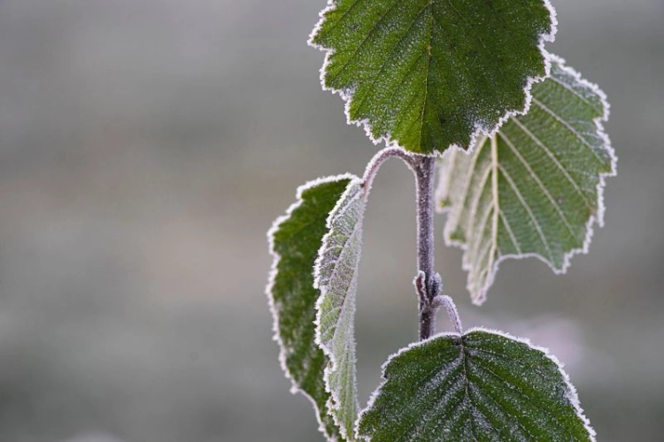 latinsky: Alnus glutinosa
 
 Co se dozvíte v tomto článku?
 
 > Jak vypadá olše a kde ji můžeme najít?> Zajímavosti> Kdy olše kvete a k...