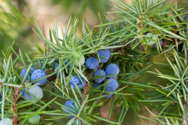 Jalovec obecný (Juniperus common)